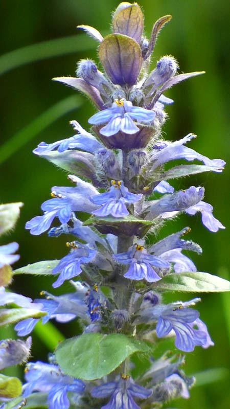 Ajuga pyramidalis